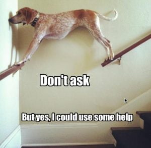 Dog stuck on stairs